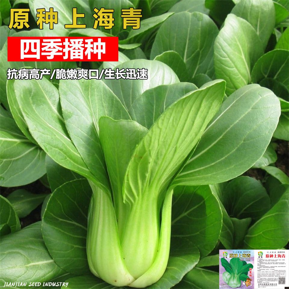上海青种子苏州青种孑青梗小油菜青菜瓢儿菜矮脚青菜四季庭院种籽
