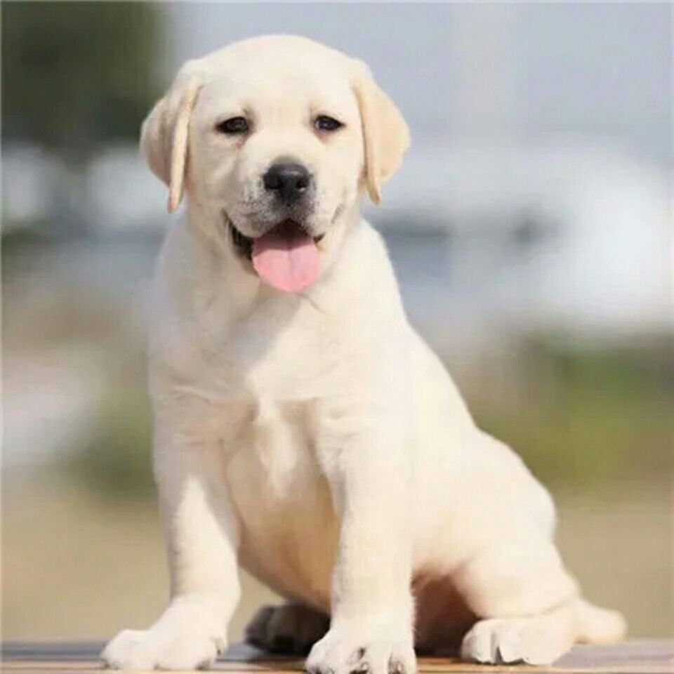 拉布拉多纯种三个月拉布拉多犬幼犬小型犬活体黑色白色拉不拉多犬【3