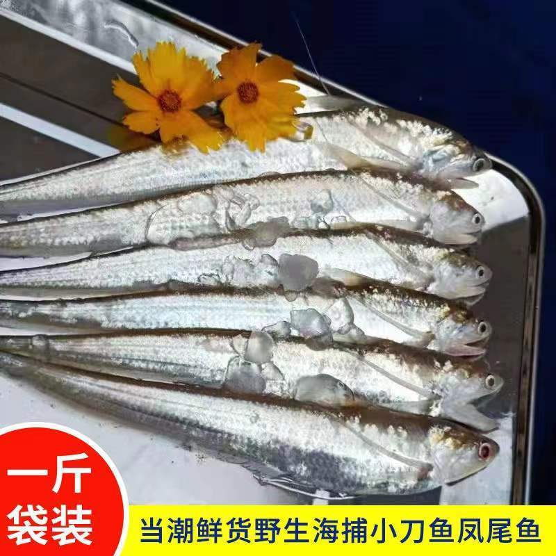 野生发新鲜刀鱼凤尾鱼毛刀河刀湖刀黄河刀鱼新鲜现杀油炸红烧清蒸