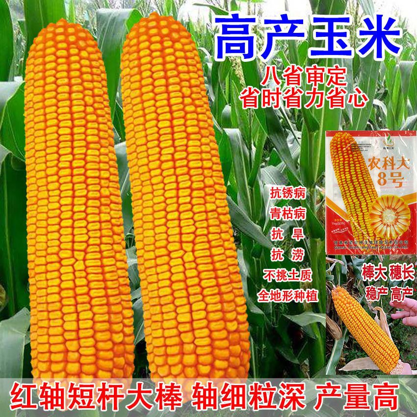 玉米种子高产大棒杂交国审红轴长粒大全粮饲抗旱耐涝新品种双批发