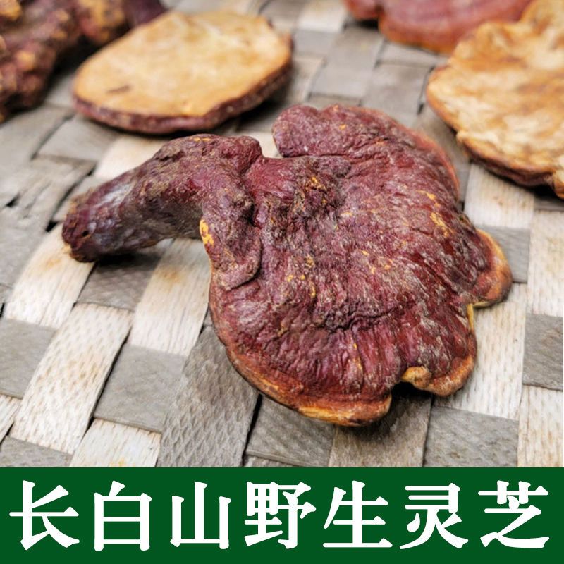 长白山野生灵芝整枝野生赤灵芝功效深山林芝批发灵芝菌片泡酒作用