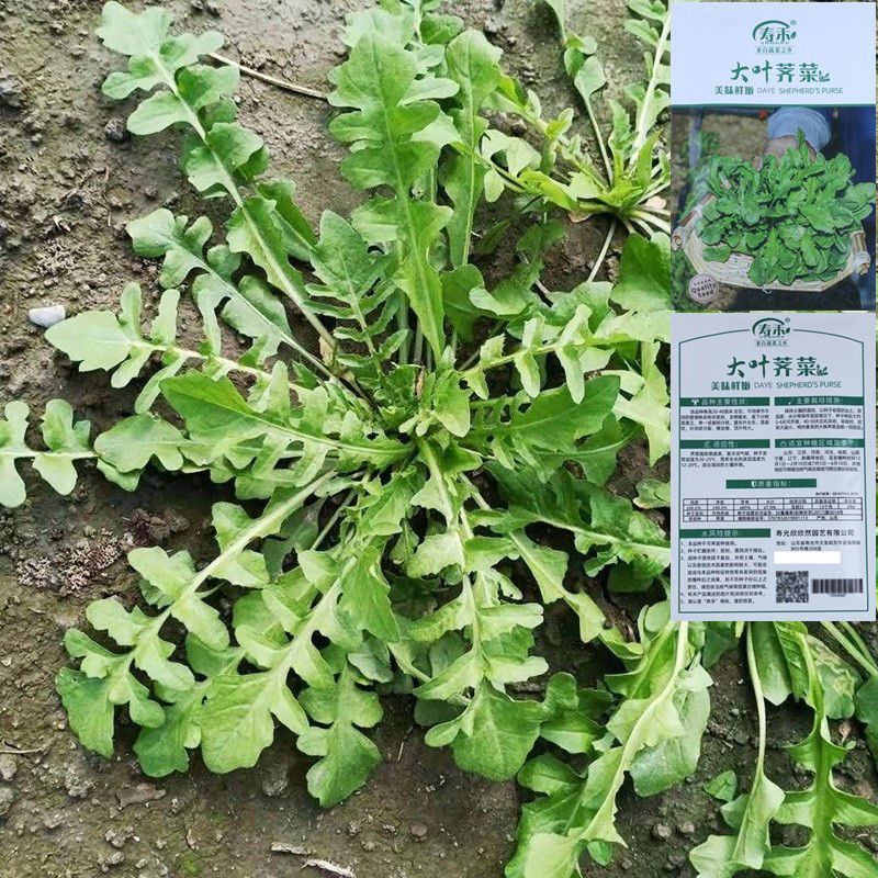 荠菜种子大全农家四季大叶春野菜种籽食用盆栽荠荠菜种籽孑青菜籽