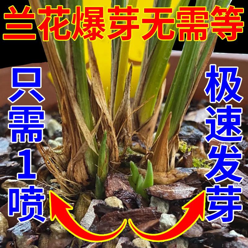 【免稀释 发新芽】治兰花烂根空根茎腐烂促生根分芽壮根开花催芽