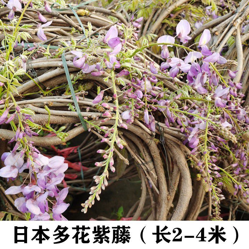 四季开花植物日本长穗紫藤花苗爬藤植物藤蔓盆栽紫藤花老装带土球