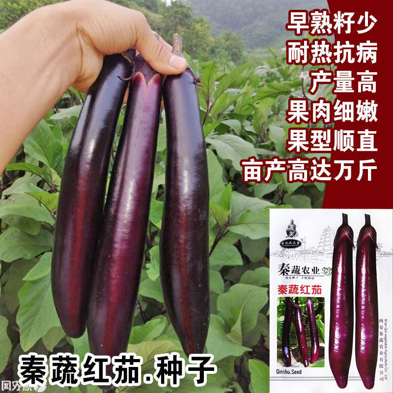 紫长茄种子紫红色茄子籽面包茄种籽四季春季播农家田园蔬菜种孑