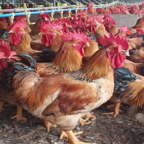 脱温鸡大种肉鸡k9线鸡阉鸡活体九斤红大公鸡黑鸡麻鸡土鸡三黄蛋鸡