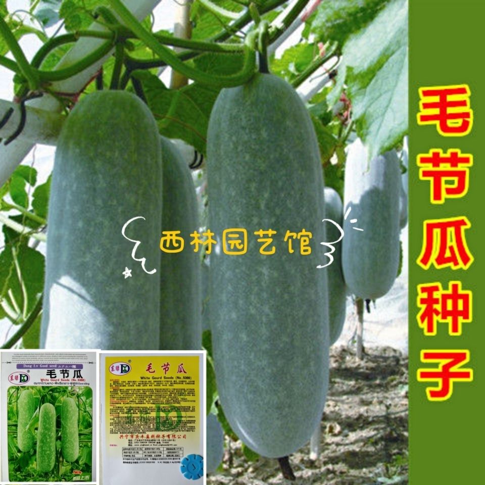 20粒毛节瓜种子四季易播冬瓜种籽大田种植高产毛冬瓜有机蔬菜种孑