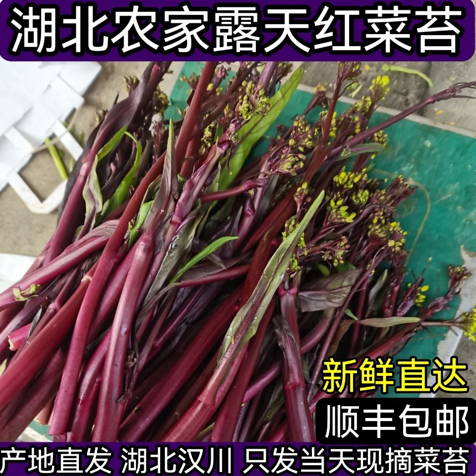 新鲜红菜苔紫菜苔现采湖北红菜苔洪山菜苔油菜苔农家自种露天蔬菜