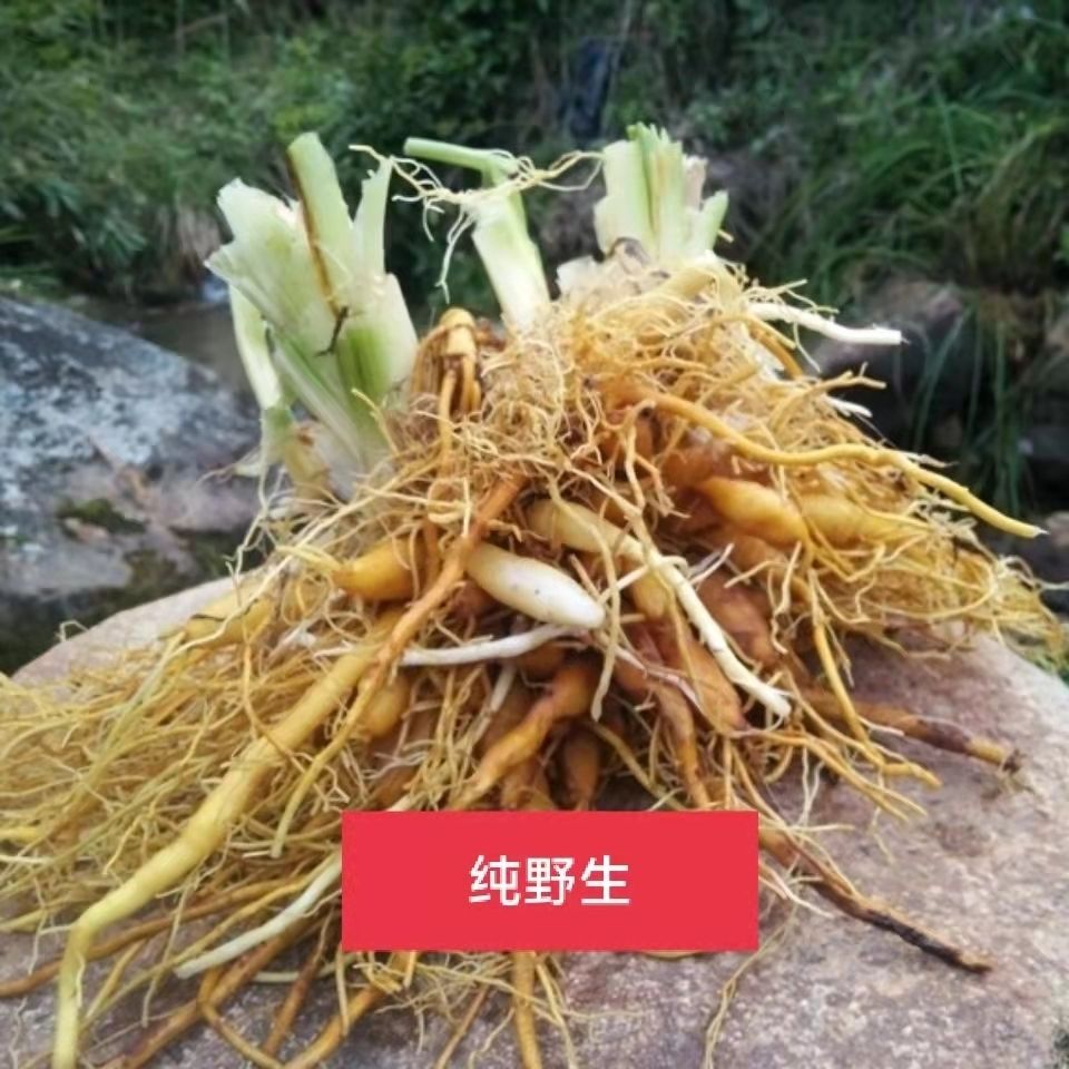 野生黄花菜根 野黄花根  野生黄花菜 新鲜黄花菜根 金针根 萱草根