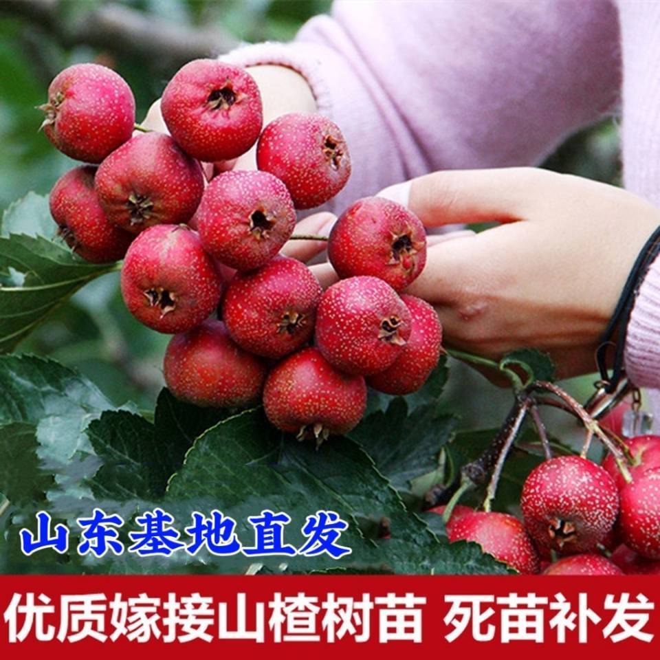 山楂树苗嫁接新品种无核特大号甜红子盆栽地栽南北方种植当年结果
