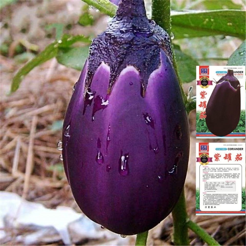 紫罐茄子种子春早茄子种籽牛心紫黑罐茄牛心茄露地春季四季播蔬菜