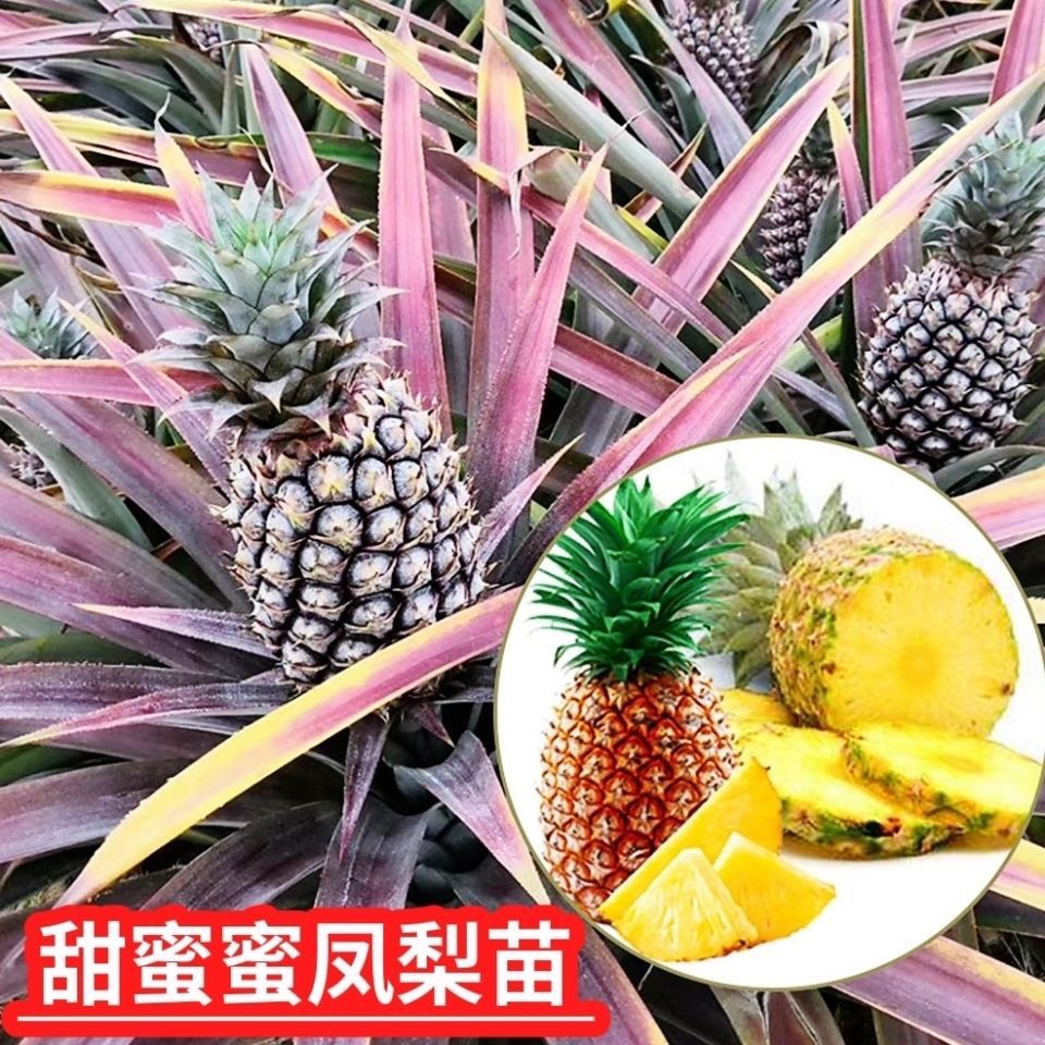 凤梨菠萝盆栽带果植物水果苗凤梨室外庭院当年结果趣味易养耐热寒