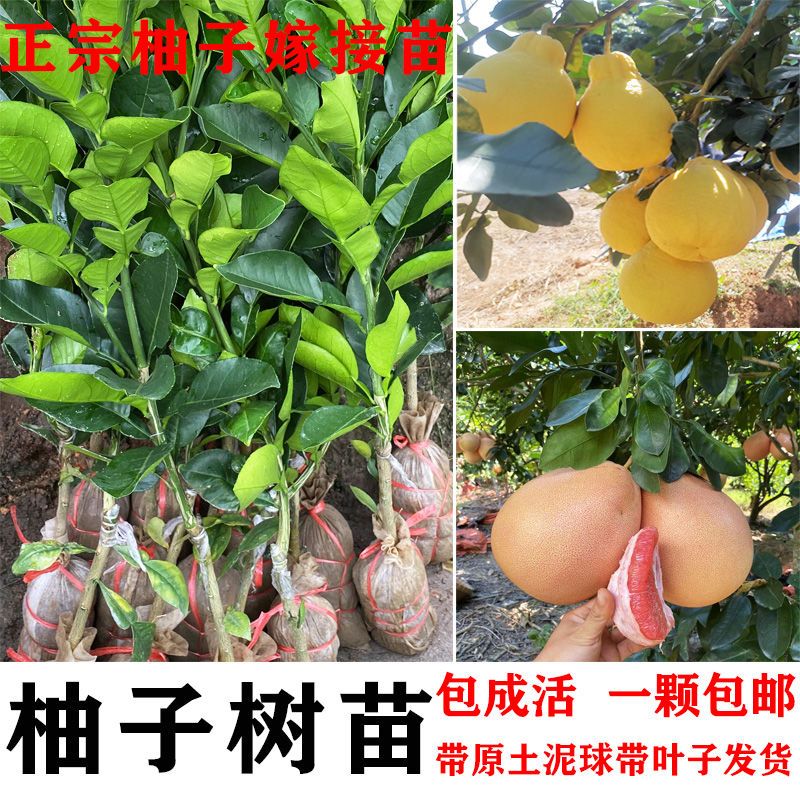 柚子树苗嫁接正宗沙田柚苗红心柚子树苗密柚苗南北方种植带土带叶