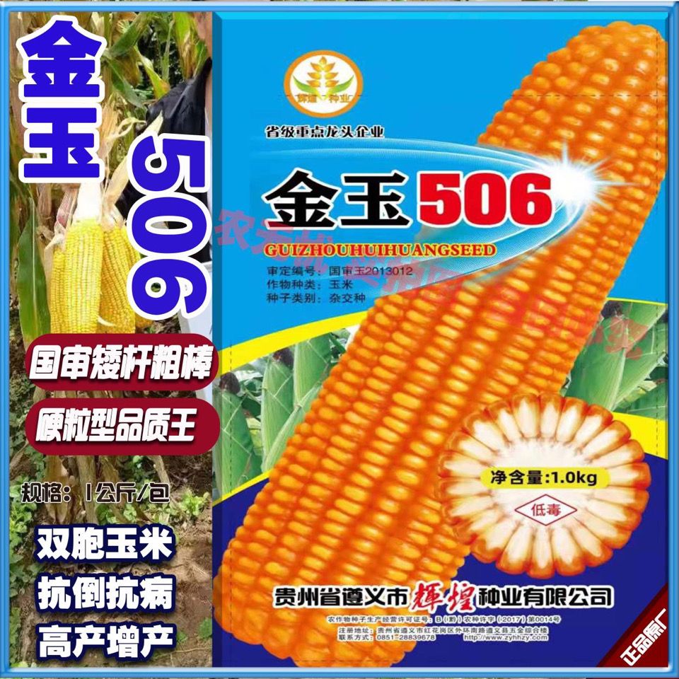 金玉506玉米高产玉米种子大穗抗病玉米种子杂交玉米种子