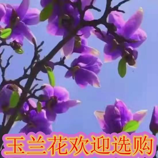 玉兰花树苗四季开花大型庭院红黄白紫玉兰树苗广玉兰花苗绿化苗木