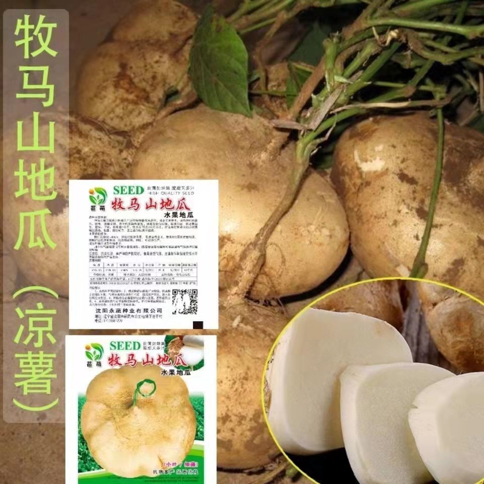 农家水果地瓜种子牧马山地瓜种籽高产春秋播早熟凉薯地瓜蔬菜种孑