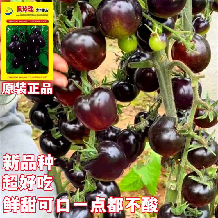新品黑番茄种子有机黑珍珠小番茄圣女果水果种子庭院盆栽阳台高产