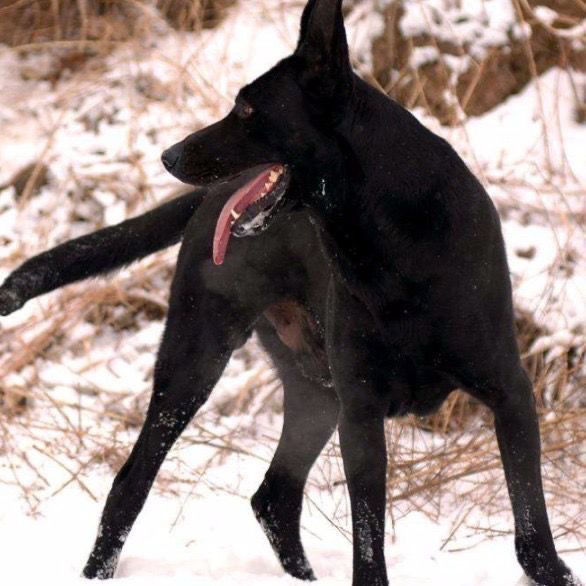 黑狼犬幼犬纯种看家护院狗狗猛犬纯黑色活体墨界大型中华狼狗幼崽