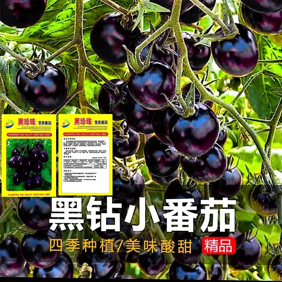 正品四季蔬菜种子 黑妖姬黑樱桃黑番茄种子盆栽小院种植