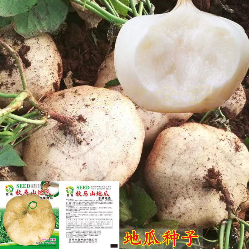 牧马山地瓜凉茹种子沙葛凉薯土瓜种种子豆薯早熟脆甜水果蔬菜种子