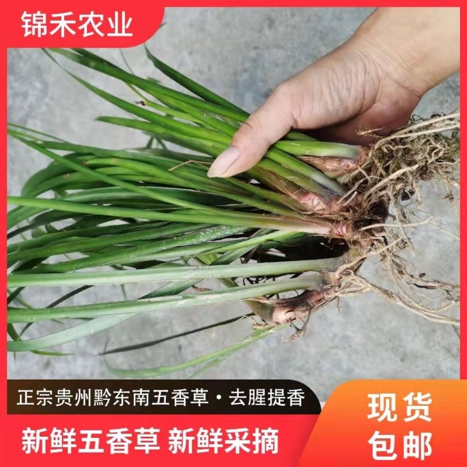 贵州新鲜带根山奈一斤包邮现摘发货五香草茴香去腥香料可种植盆栽