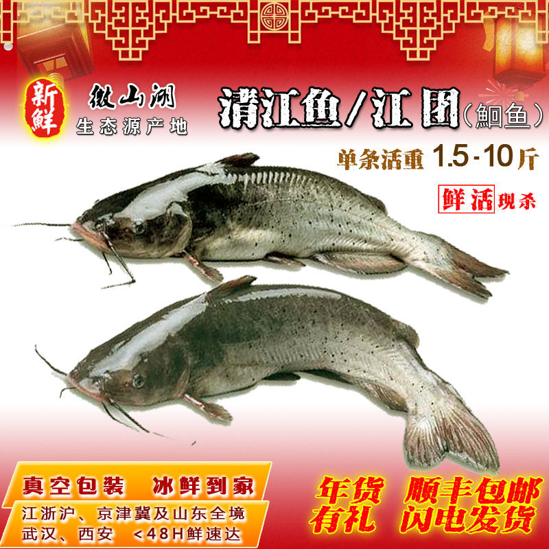 鲜活清江鱼白江团新鲜现杀鮰鱼大鱼烤鱼石锅鱼纸包鱼酸菜鱼淡水