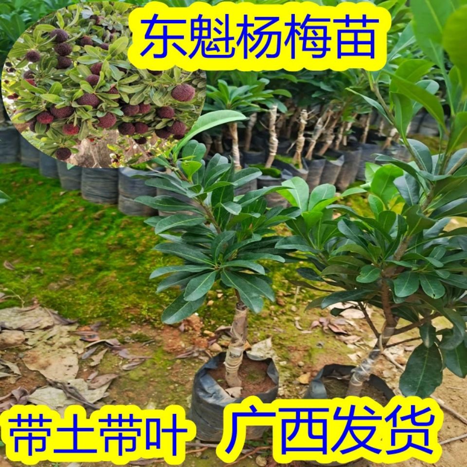 杨梅树苗东魁杨梅嫁接苗六月杨梅苗南北方盆栽果苗带土包邮广西发