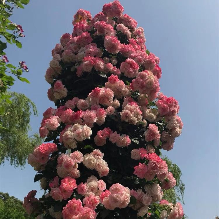 【大型藤本】樱霞月季蔷薇花苗多季开花别墅庭院勤花耐病花柱拱门