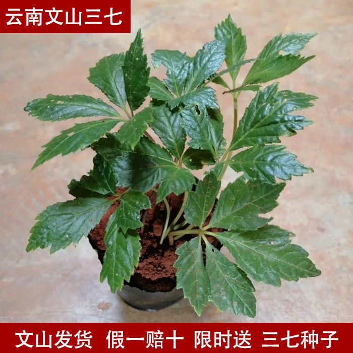 正宗文山三七5棵 云南三七树田七花盆栽室内花卉田三七鲜三七植物