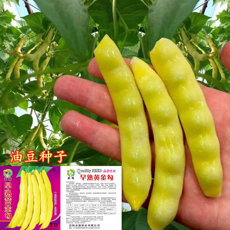 黄金钩豆角种子油豆角早熟高产东北油豆架豆芸豆角春秋播抗病耐寒