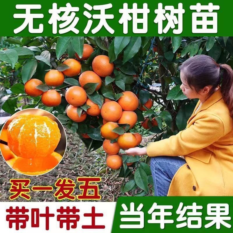 无核沃柑树苗正宗广西091无核沃柑橘子苗盆栽地栽嫁接苗桔子树苗