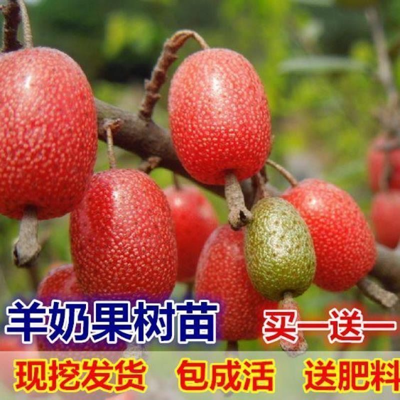 羊奶果树苗特大果型牛奶仔果羊奶奶果南北方庭院果树苗基地直销