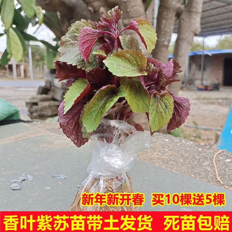 新鲜香叶紫苏苗紫苏干货农家鸡冠苏子苗龙虾鱼虾蟹调料提香去腥