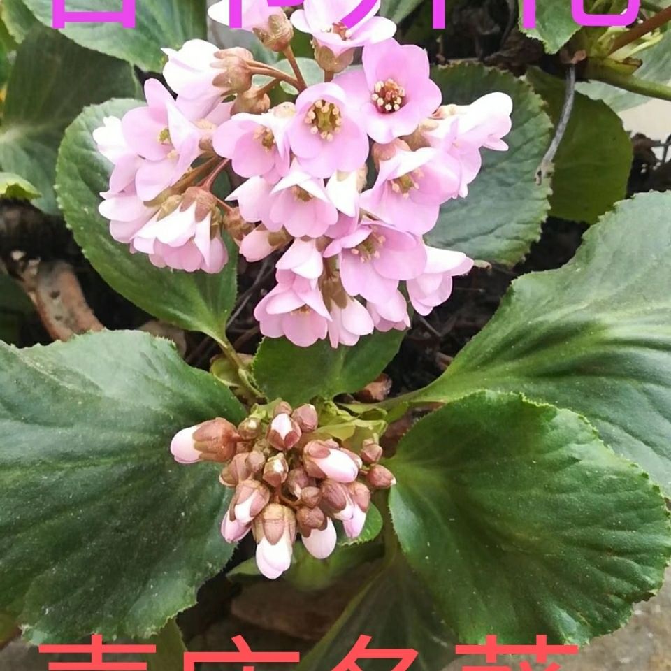 冬葵春节开花~喜庆花卉~室内绿植~两年花卉~当年开花【2月16日发完】