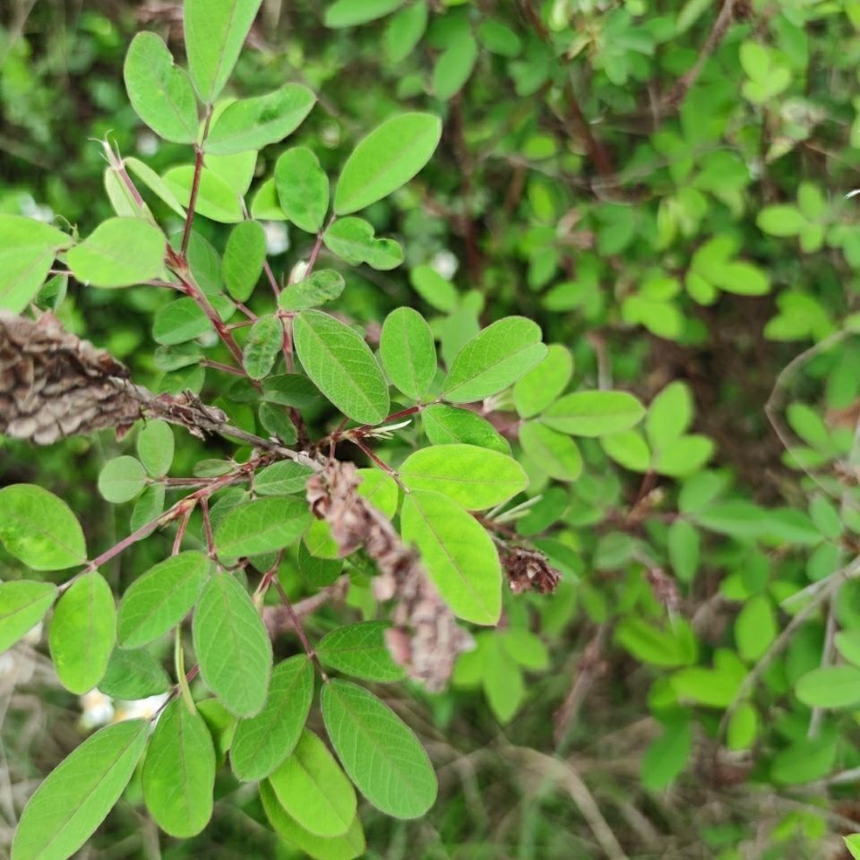 现采新鲜山草药 假地豆 响铃草 血筋草 拐仔草 乌蝇羽 500克