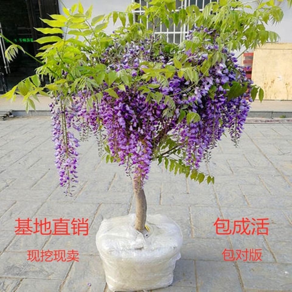 紫藤花树苗日本紫藤盆栽四季开花庭院绿化苗围墙爬藤植物耐寒盆景