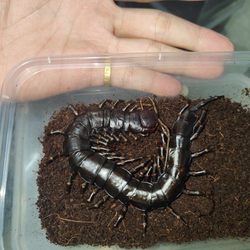 海南黑间脚蜈蚣活体爬虫宠物凶猛有毒超大条红龙蜈蚣越南巨人蜈蚣