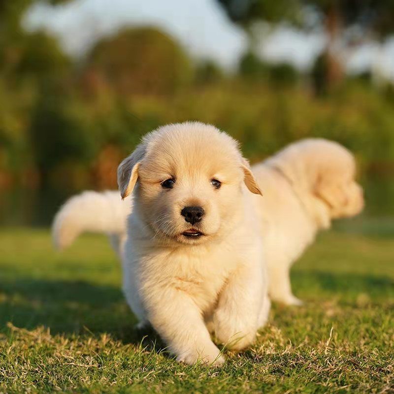 纯种金毛幼犬活泼可爱幼崽枫叶红色沙滩金色真犬纯宠物小狗狗