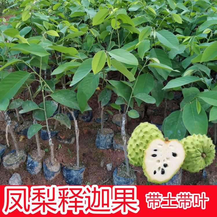 果树苗 释迦果树苗番荔枝苗嫁接苗带叶发货庭院盆栽种植