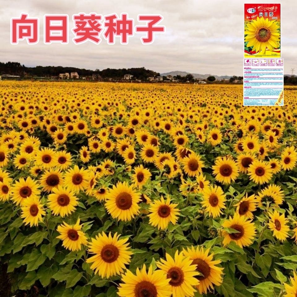 向日葵种籽子四季播食用葵花籽高杆矮杆向日葵观赏景观花种孑包邮