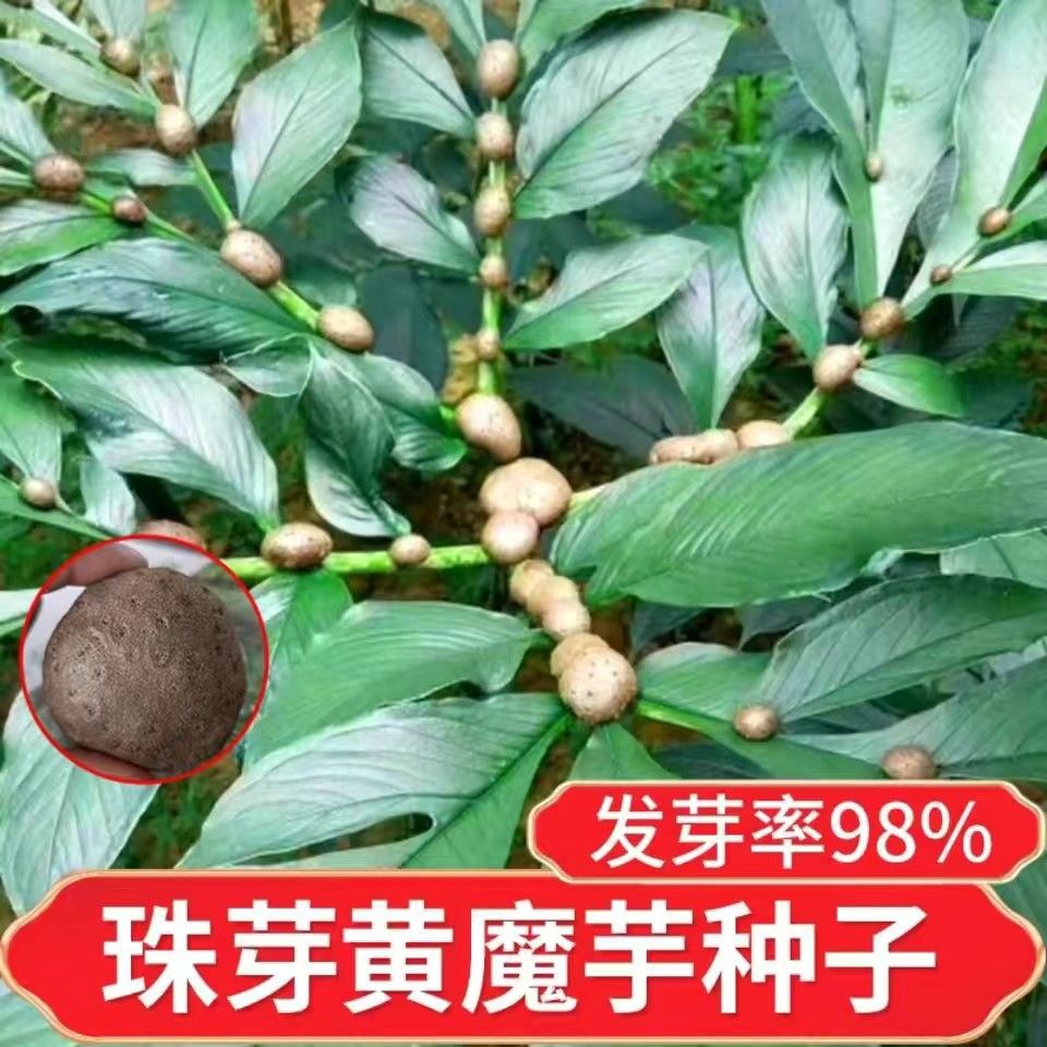 新鲜株芽魔芋种正宗弥勒珠芽魔芋种叶面果种一代高产珠芽黄魔芋种