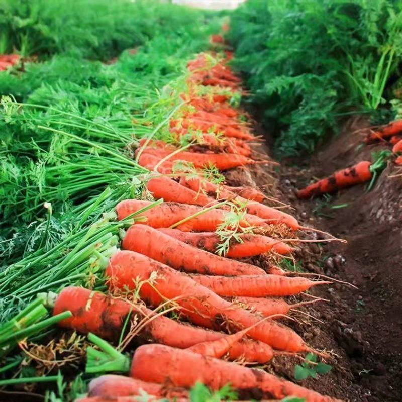 胡萝卜新鲜现挖农家自种水果胡萝卜批发生吃脆甜新鲜带泥包邮