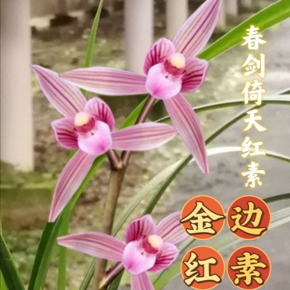 春剑红素带金边艺红素精品春剑精品兰花浓香型兰花艺草红草