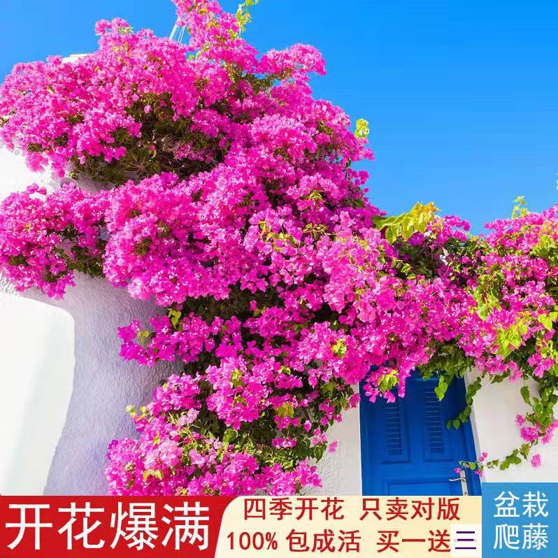 三角梅重瓣盆栽花苗四季开花多色老桩室外室内庭院耐寒花卉绿植物