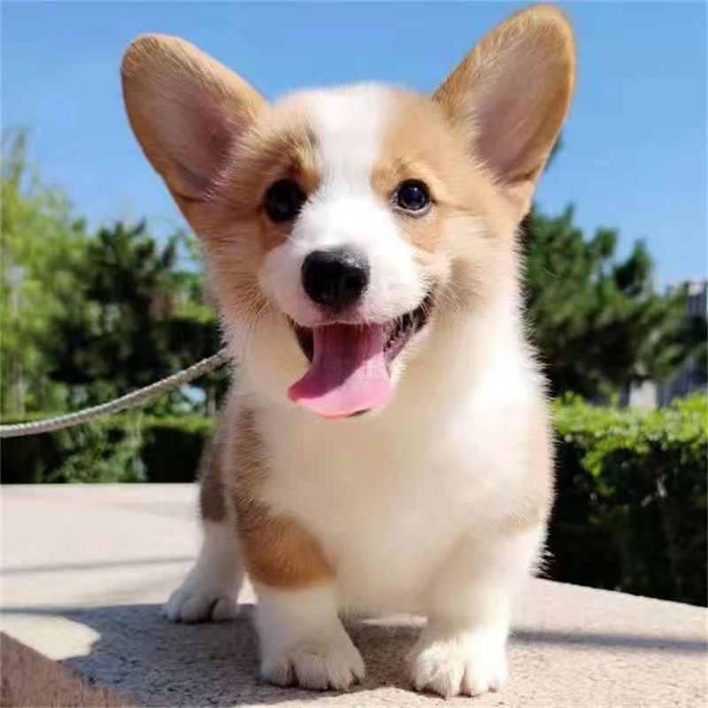 纯种柯基犬威尔士柯基犬活体小狗小短腿柯基幼崽双色三色长毛柯基