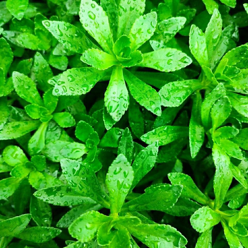 养心菜救心菜救心草高钙菜蚊子草景天三七费菜新鲜活苗带土包成活