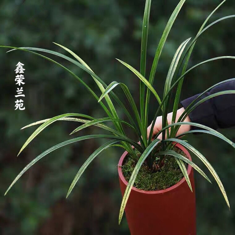 蕙兰虎斑原生老种细叶锯齿浓香名贵翁源兰花室内阳台花卉绿植盆栽