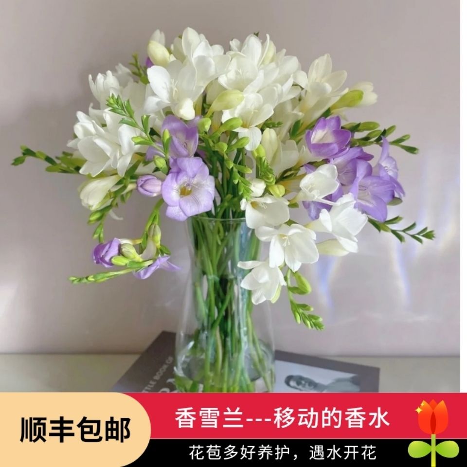 香雪兰鲜花家庭办公室插花云南基地直发水培直供小苍兰花束香味浓