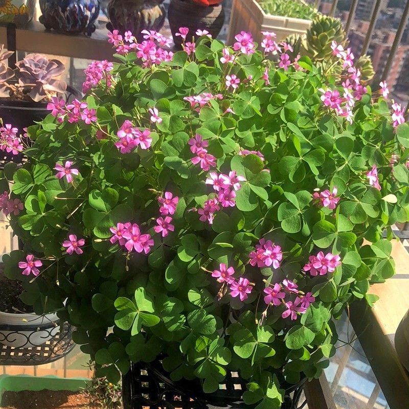 红花酢浆草种球幸运草阳台庭院花卉植物耐寒四季花苗易活好养的花