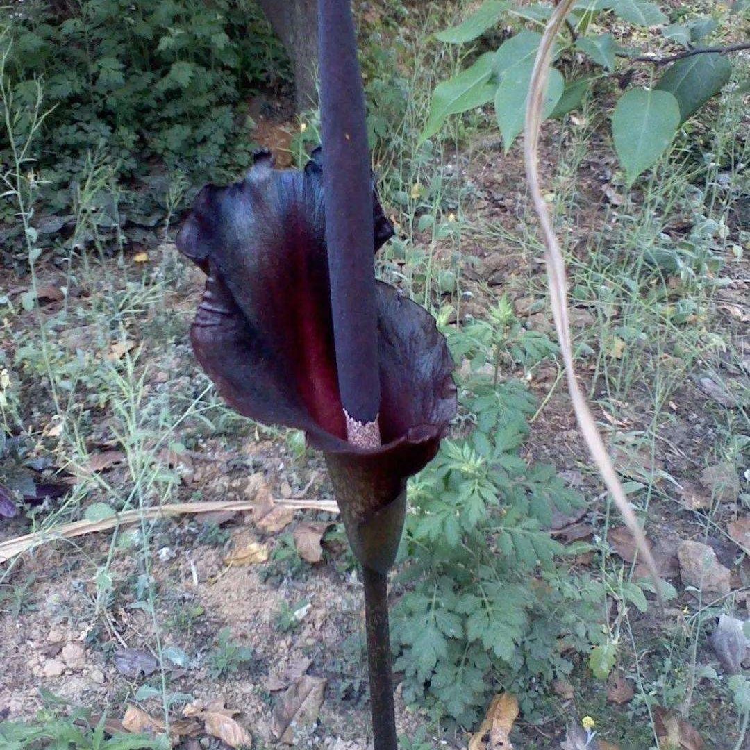 魔芋种球 蒟蒻 磨芋 蒻头 鬼芋 花梗莲 种球室内 阳台庭院植物苗